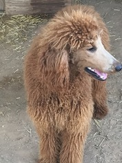 Father of the Bernedoodle puppies born on 01/30/2019