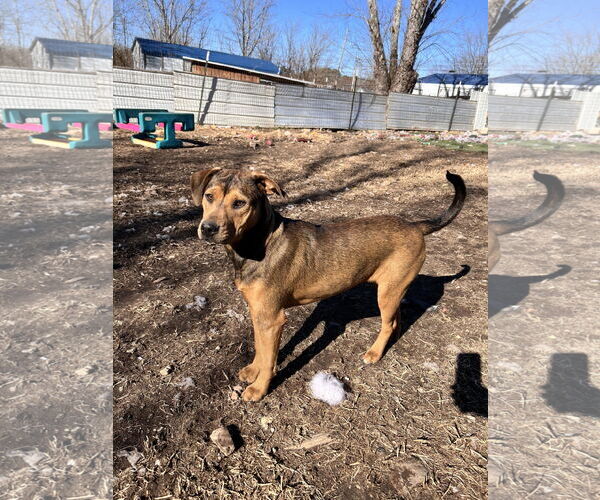 Medium Photo #9 Labrador Retriever-Unknown Mix Puppy For Sale in Tracy City, TN, USA
