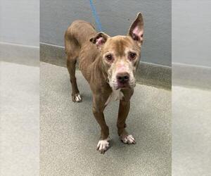 Mutt Dogs for adoption in Las Vegas, NV, USA