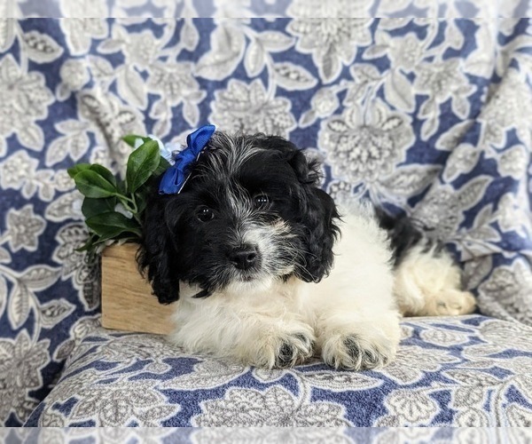 Medium Photo #6 Cock-A-Poo Puppy For Sale in BIRD IN HAND, PA, USA