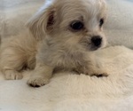 Small #6 Maltipoo (Miniature)-Shih Tzu Mix
