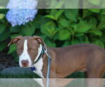 Small #14 American Pit Bull Terrier-Pointer Mix