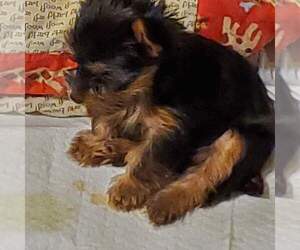 Yorkshire Terrier Puppy for sale in WALKER, LA, USA
