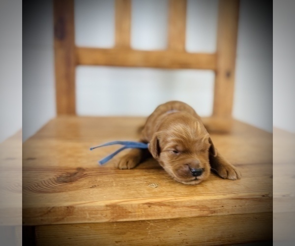 Medium Photo #6 Goldendoodle (Miniature) Puppy For Sale in SAINT JAMES, MO, USA