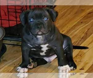 American Bully Mikelands  Puppy for sale in GRANTS PASS, OR, USA