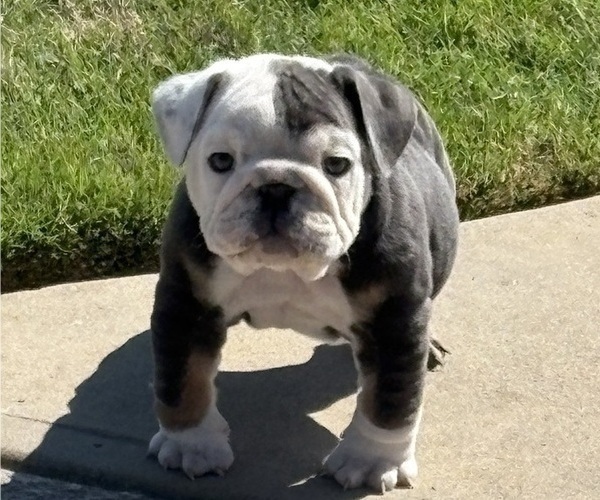 Medium Photo #11 Bulldog Puppy For Sale in MCDONOUGH, GA, USA