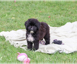 Wrenly - Female Bernedoodle (Miniature)-Saint Berdoodle Mix Puppy for Sale - Photo #4