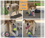 Small #1 Great Pyrenees Mix