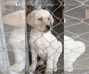 Labrador Retriever Puppy for sale in RICHMOND, MO, USA
