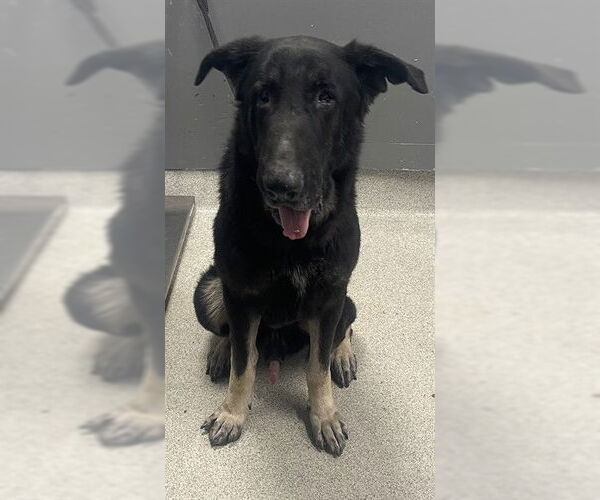 Medium Photo #1 German Shepherd Dog-Unknown Mix Puppy For Sale in Tallahassee, FL, USA