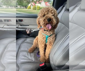 Goldendoodle (Miniature) Dogs for adoption in Sandy, UT, USA