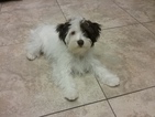 Small Photo #3 Havashire Puppy For Sale in MESA, AZ, USA