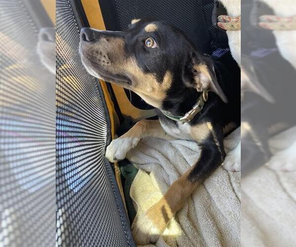 Medium Photo #1 German Shepherd Dog-Unknown Mix Puppy For Sale in Stockton, CA, USA
