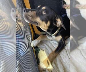 German Shepherd Dog-Unknown Mix Dogs for adoption in Stockton, CA, USA