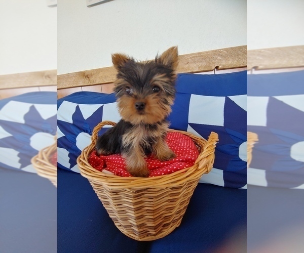 Medium Photo #1 Yorkshire Terrier Puppy For Sale in CANON CITY, CO, USA