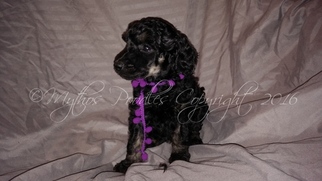 Poodle (Standard) Puppy for sale in SAINT PETERSBURG, FL, USA