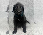 Small #4 Poodle (Standard) Mix