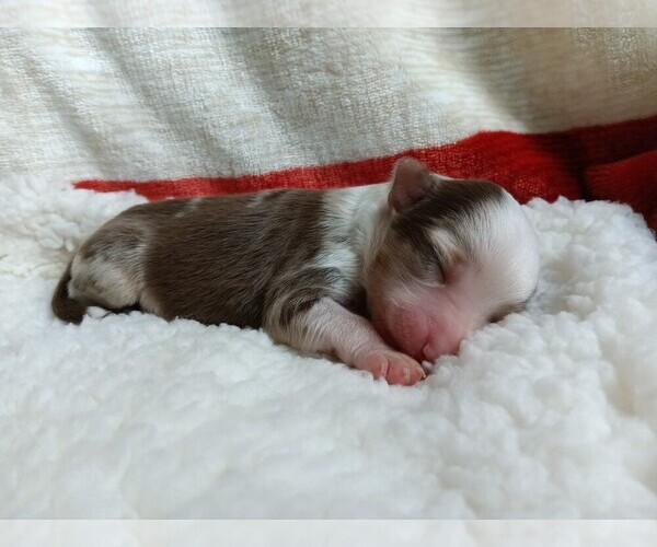 Medium Photo #38 Miniature Australian Shepherd Puppy For Sale in BONNERS FERRY, ID, USA