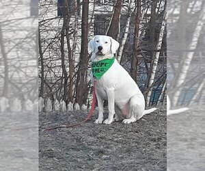 Labrador Retriever-Unknown Mix Dogs for adoption in Doylestown, PA, USA
