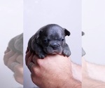 Small Photo #5 French Bulldog Puppy For Sale in BERWYN, IL, USA