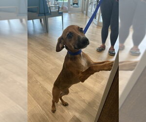 Mutt Dogs for adoption in Pearland, TX, USA