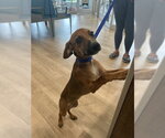 PUMPKIN SPICE - Female Mutt Dog for Adoption - Small photo