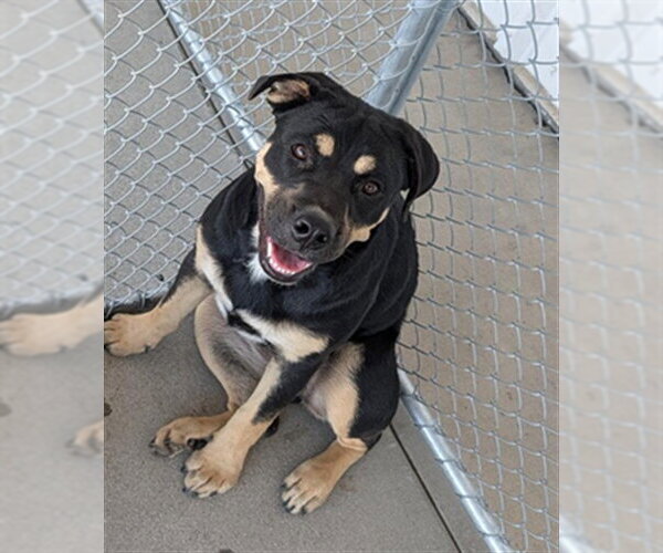 Medium Photo #1 Rottweiler-Unknown Mix Puppy For Sale in Bakersfield, CA, USA