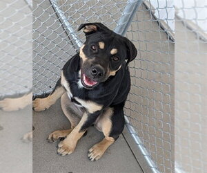 Rottweiler-Unknown Mix Dogs for adoption in Bakersfield, CA, USA