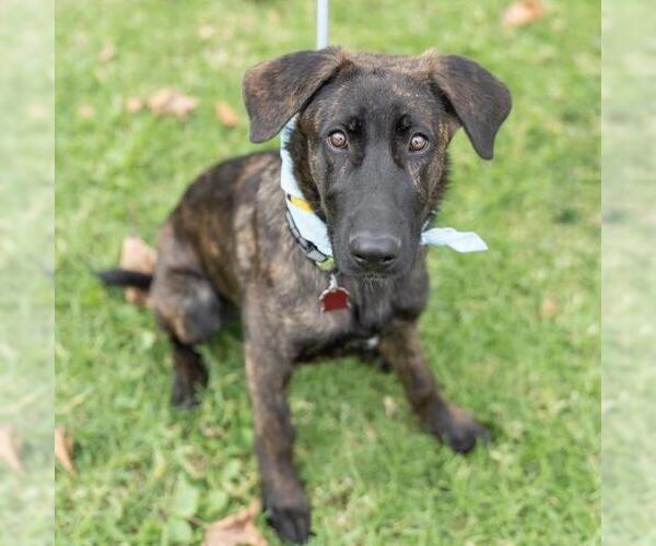 Medium Photo #9 Labrador Retriever-Unknown Mix Puppy For Sale in San Diego, CA, USA