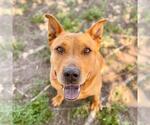 Small Chow Chow Mix