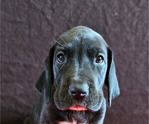 Great Dane Puppy for sale in MONROE, NC, USA