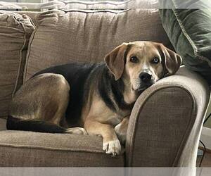 Moseley - Male Mutt Dog for Adoption - Photo #3