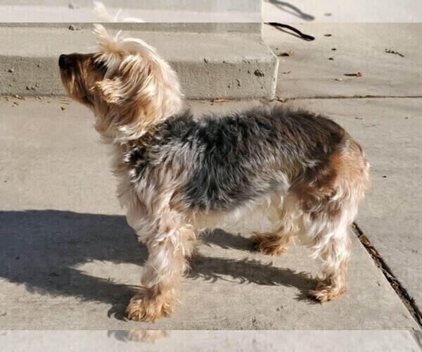Medium Photo #1 YorkiePoo Puppy For Sale in AMERICAN FORK, UT, USA