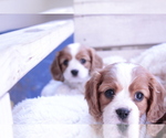 Small #20 Cavalier King Charles Spaniel