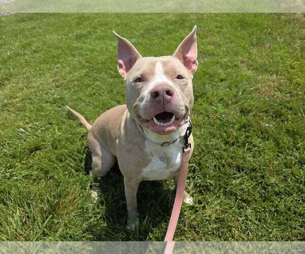 Medium Photo #2 American Pit Bull Terrier-Unknown Mix Puppy For Sale in Millersville, MD, USA