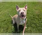 Small #1 American Pit Bull Terrier Mix