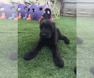 Schnauzer (Giant) Puppy for sale in SHERMAN OAKS, CA, USA