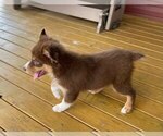 Small Photo #12 Australian Shepherd-Unknown Mix Puppy For Sale in JEROMESVILLE, OH, USA