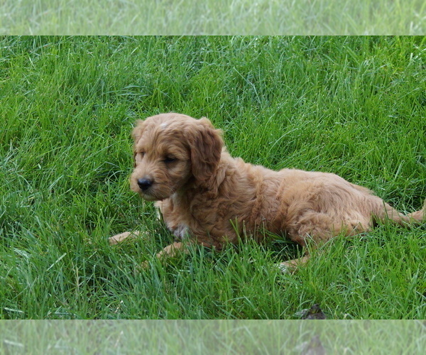 Medium Photo #2 Goldendoodle (Miniature) Puppy For Sale in MILLERSBURG, OH, USA