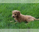Small #1 Goldendoodle (Miniature)