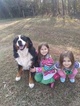 Small Photo #1 Bernese Mountain Dog Puppy For Sale in PIEDMONT, SC, USA