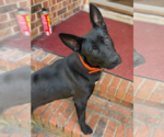 Small #21 Labrador Retriever Mix