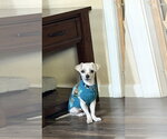 Small Maltese