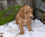 Small Photo #74 Cavapoo Puppy For Sale in GOSHEN, IN, USA