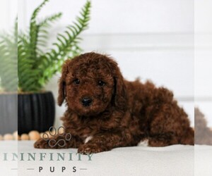 Goldendoodle (Miniature) Puppy for sale in LANCASTER, PA, USA