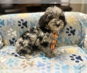 Poodle (Toy) Puppy for sale in RIPLEY, MS, USA