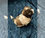 Small Photo #6 Shih Tzu Puppy For Sale in THE WOODLANDS, TX, USA