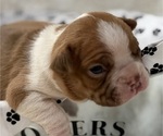 Image preview for Ad Listing. Nickname: Bailey