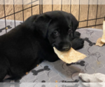 Small Photo #6 Labrador Retriever Puppy For Sale in NORTON SHORES, MI, USA
