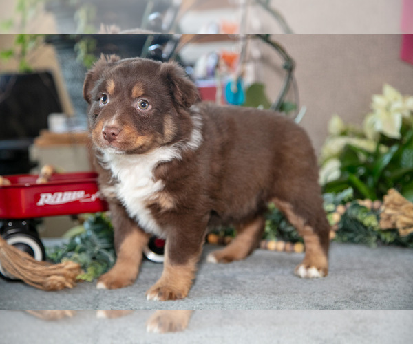 Medium Photo #3 Miniature Australian Shepherd Puppy For Sale in CHRISTIANA, PA, USA